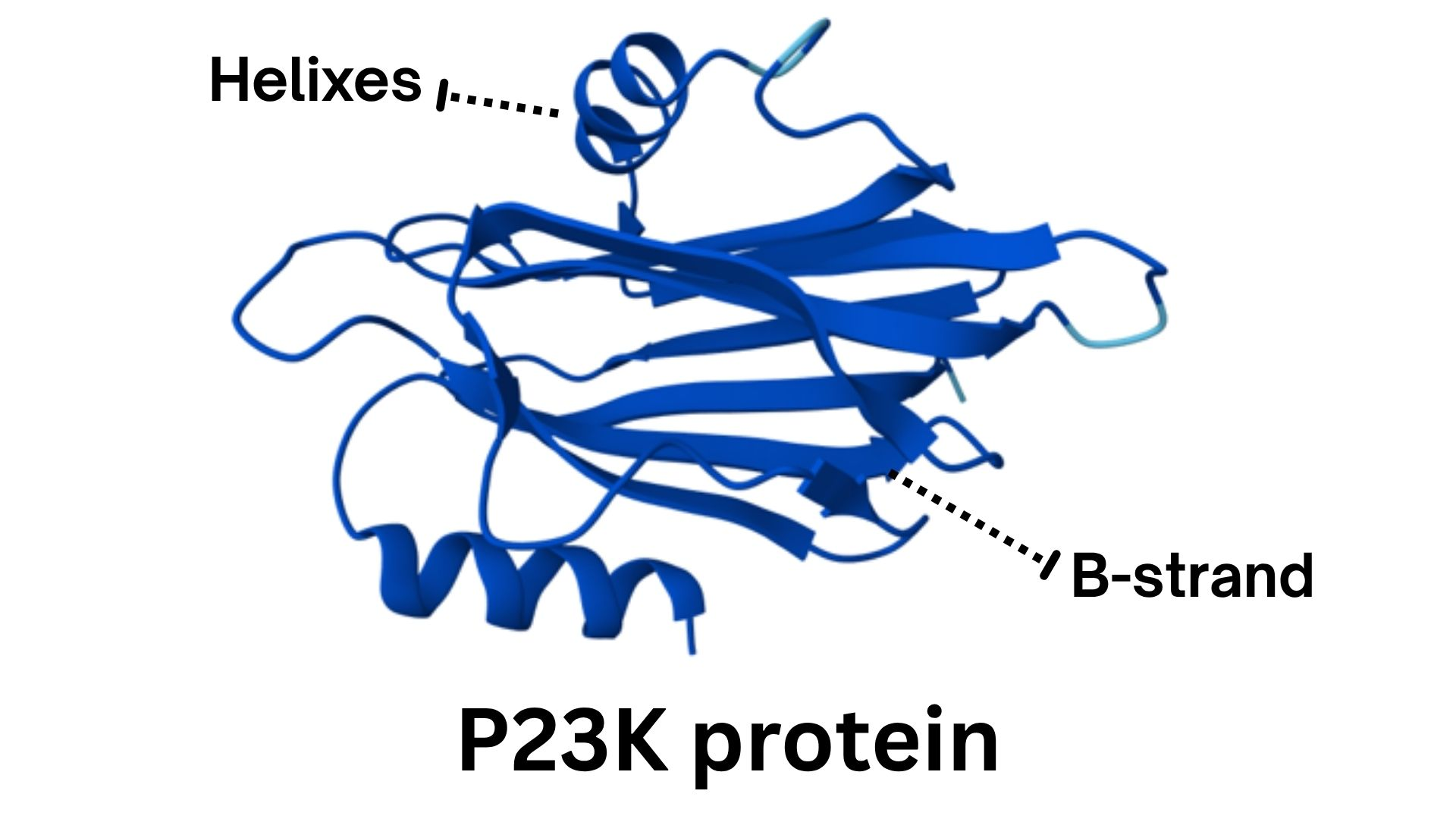 P23kタンパク質の機能 P23k family protein analysis