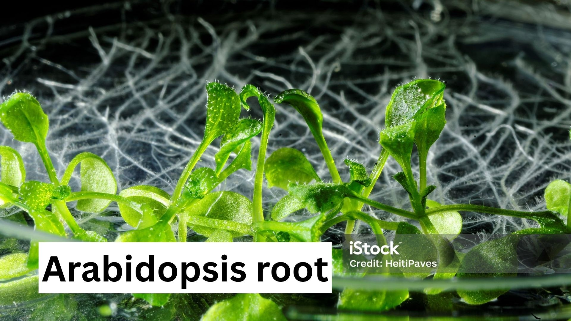 根におけるエピジェネティクス Epigenetics in Plant Roots
